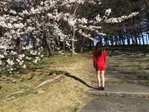 赤ワンピ桜
